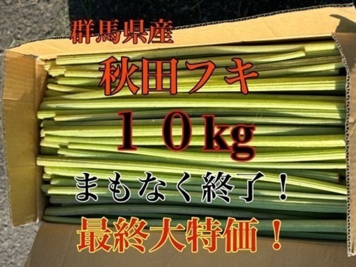 群馬県産　高級ブランド　秋田フキ　10kg