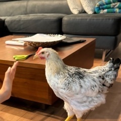 鶏　にわとり　3ヶ月　性別不明　お譲りします