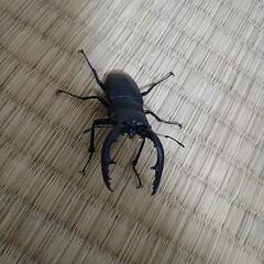 ノコギリクワガタ（たぶん）の画像