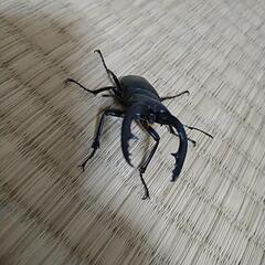 ノコギリクワガタ（たぶん）の画像