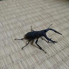 ノコギリクワガタ（たぶん）