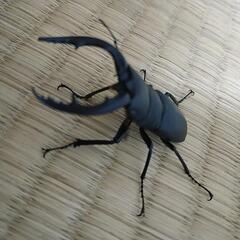 ノコギリクワガタ（たぶん）の画像