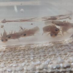 オキナワシリケンイモリ幼体10+予備2匹セット※送料無料になりました。