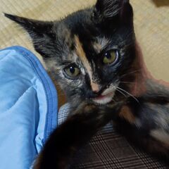 トライアルにはいりました。きれいなさび猫。甘えん坊です。