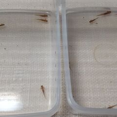 オキナワシリケンイモリ幼体10+予備2匹セット※送料無料になりました。の画像
