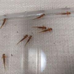 オキナワシリケンイモリ幼体10+予備2匹セット※送料無料になりました。の画像