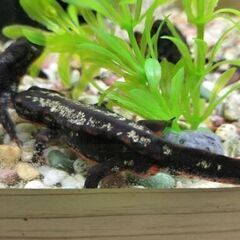 オキナワシリケンイモリ幼体10+予備2匹セット※送料無料になりました。の画像