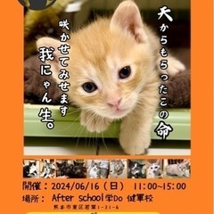 🐈‍⬛ねこまる🐈‍⬛保護猫譲渡会