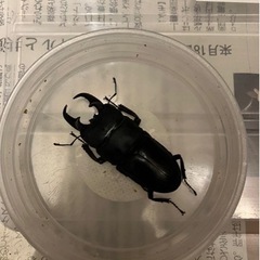 ヒラタクワガタ　オスメス