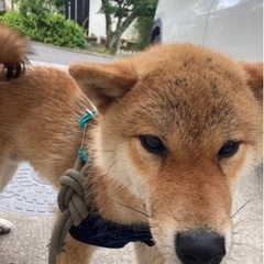 【交渉中】大切にして下さる里親さん募集します