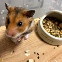 ゴールデンハムスター  男の子2匹 (里親さん決まりそうです)