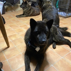 甲斐犬ミックス　２２キロ - 犬