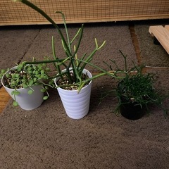 生活雑貨 家庭用品 ガーデニング