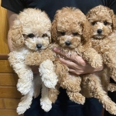 トリマーの方を探しています。(急募)