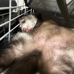 フェレット0歳オス