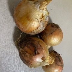 無農薬　新玉ねぎ
