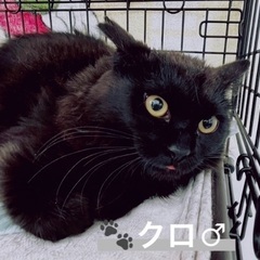 6月16日(日)🐈‍⬛🐾すみれペットクリニック様にて主催『立川地...