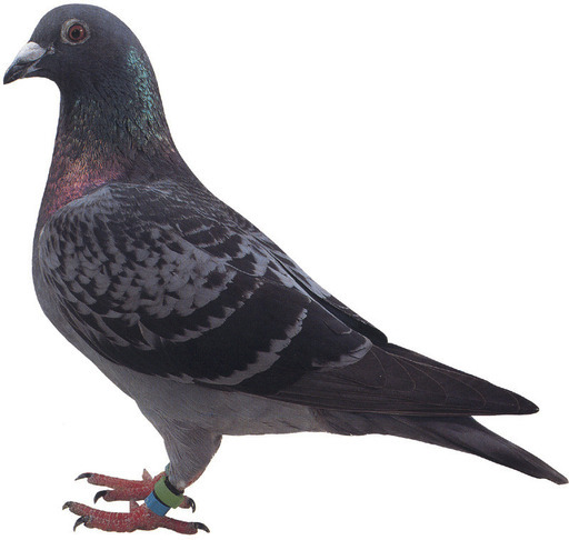 鳩に興味のある方種鳩の里親を募集してます。♂・♀居ます。初めて飼育 鳩に興味のある方種鳩の里親を募集してます。♂・♀居ます。初めて飼育