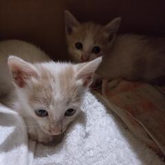 子猫を保護しました。助けてください