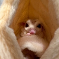 フクロモモンガ　オス　1歳