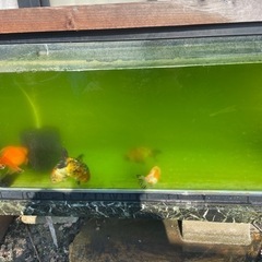 メダカに青水どうですか？