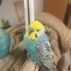 水色と黄色の迷子のセキセイインコを探しています。