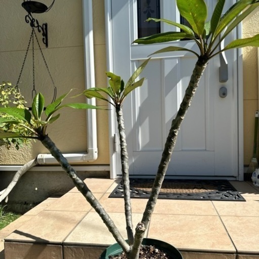 生活雑貨 家庭用品 ガーデニング