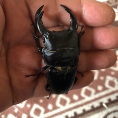 決まりました。国産オオクワガタ　阿古谷産　新成虫　♂72㎜♀47...