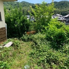 穴掘り