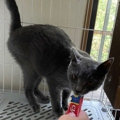 ロシアンブルーみたい⭐︎ミノちゃん − 長野県