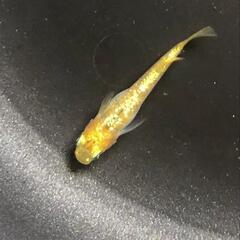 メダカ各種