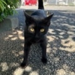 ♡甘えん坊の黒猫♡