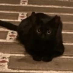 ♡甘えん坊の黒猫♡ - 八代市