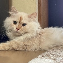 長毛純血猫ちゃん　おっとりした男の子