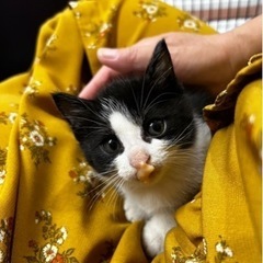 コロンとした白黒コロくんもうすぐ2ヶ月