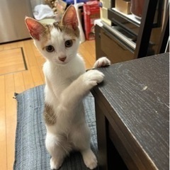 【保護しました】里親募集3〜4ヶ月くらいの女の子