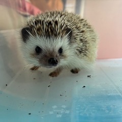 ハリネズミ　1歳半くらい