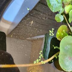 【稚魚】楊貴妃メダカ10匹