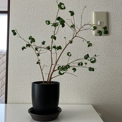 【決まりました】観葉植物　超希少　ベンジャミンバロック　3.5号...