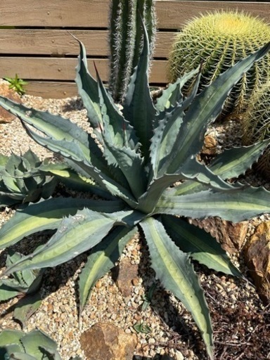 エクスパンサ　パリーダ　子株多数