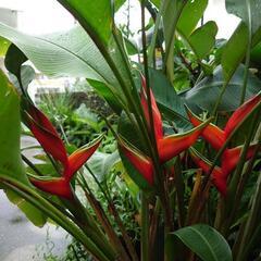 【取引中】Heliconia bihai　(ヘリコニア ビハイ ）