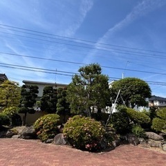 三人まで、植木剪定手伝ってください。当日払い