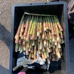 北海道空知産タケノコ　早い者勝ち100g価格　　