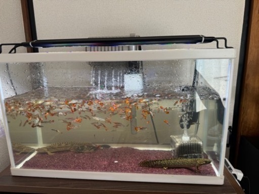 熱帯魚生体用品等激安かと思います。