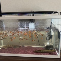 熱帯魚生体用品等激安かと思います。
