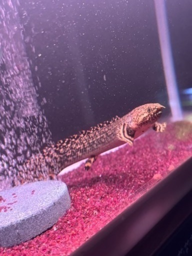 熱帯魚生体用品等激安かと思います。
