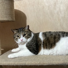 オスメスの姉弟。保護猫ちゃんの里親募集