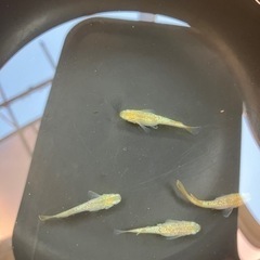 取り引き中　　　　　　
🌸レモンティアラ2ペアセット🌸の画像