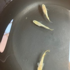 取り引き中　　　　　　
🌸レモンティアラ2ペアセット🌸の画像