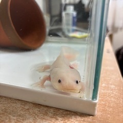 ウーパールーパー